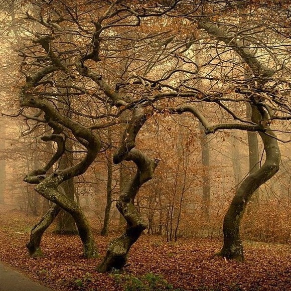 Meet your Posher, Maggie - Picture 2 of 2